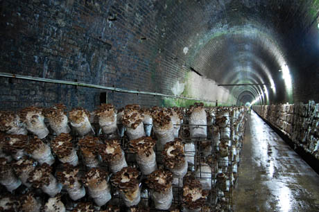 82 Shitake logs on racks in tunnels