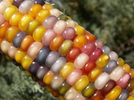 corn colour