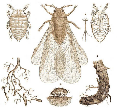Fillossera della vite