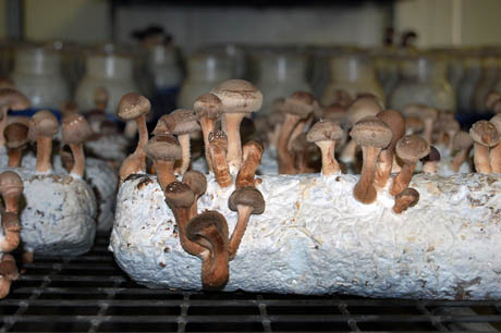 22 Mushrooms growing on a log