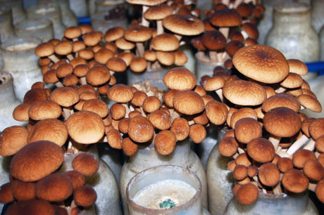 27 Chestnut mushrooms growing in jars