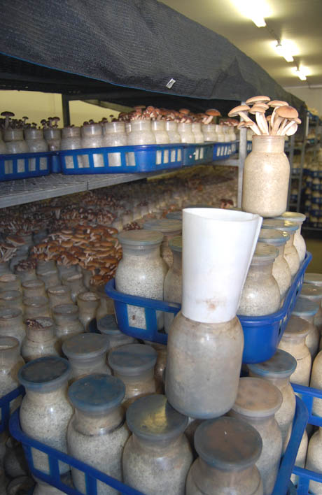 28 Mushrooms growing in jars