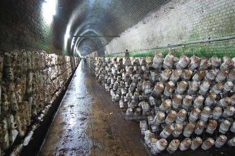 86 Shitake logs in tunnel