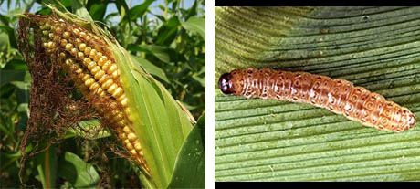 Corn and corn borer pest