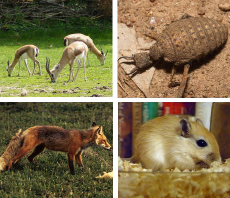 Animals of Arava