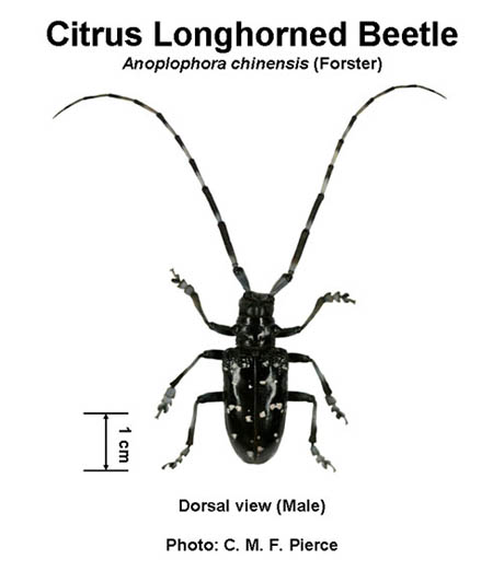 Citrus Long Horn Beetle