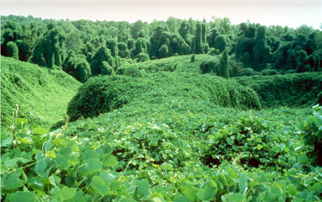 Kudzu infestation