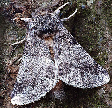 Oak Processionary Moth Daily Mail