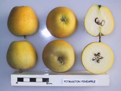 Pitmaston Pine Apple