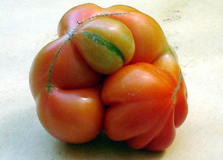 Ugly tomato