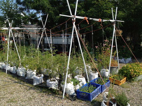 Prinzessinnengärten 460