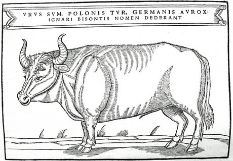 Aurochs illustration 460