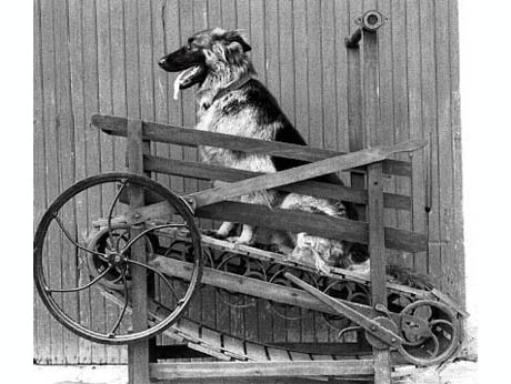 Butter treadmill 460