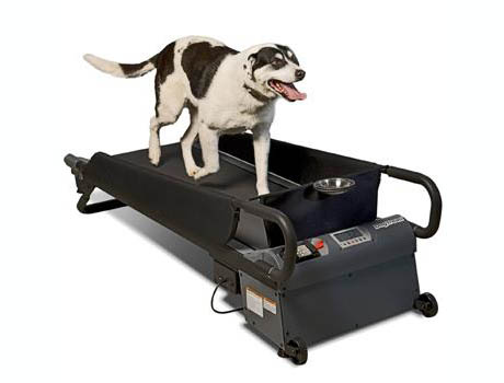 Dog on treadmill 460