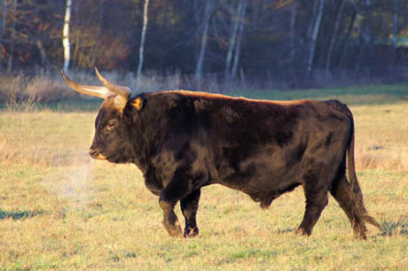 Heck_cattle_male 460