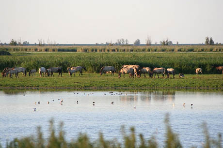 Oostvaardersplassen_460