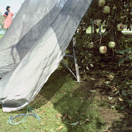 Field Worker & Stenciled Apples, Fall, Aomori Prefecture
