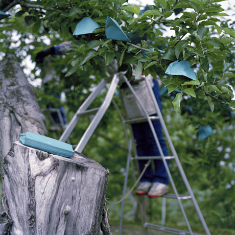 Bags for Apples, Early Summer, Aomori Prefecture