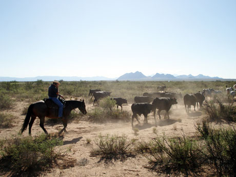 Herding cattle NMSU 460