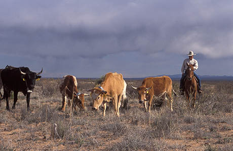 Herding on La Jornada Peggy Greb 460