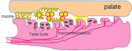 Papillae diagram 460