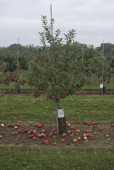 dwarf root stock produces small trees at PGRU 460