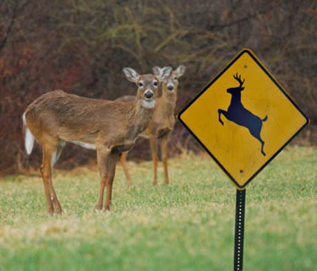 Deer and deer crossing sign 460