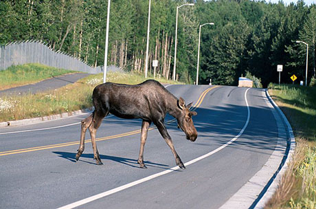 Moose crossing a road 460