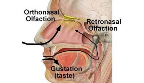 Ortho and retronasal olfaction