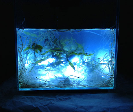 2 Baby eel aquarium 460
