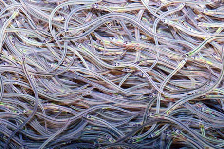 Glass Eels 460