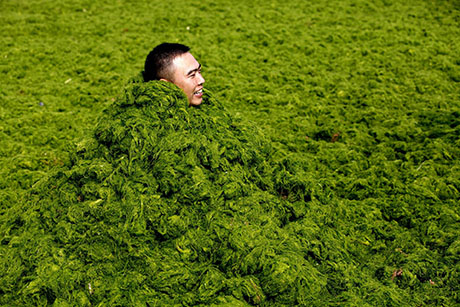 Man in sea lettuce