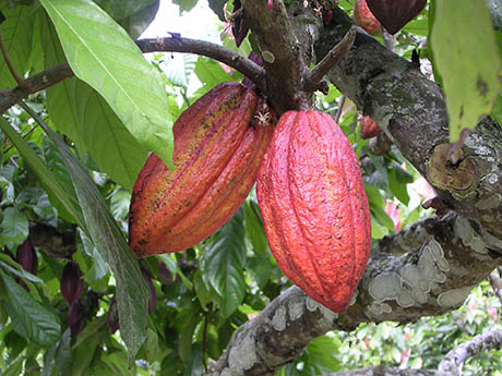 Cacao 460
