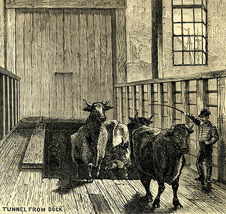 Cow Tunnel Engraving 460