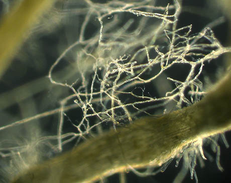 FUNGI NETWORK 460