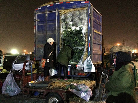 36 An ice-packed broccoli truck