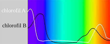 The Photosynthetic Habits of Highly Effective Plants