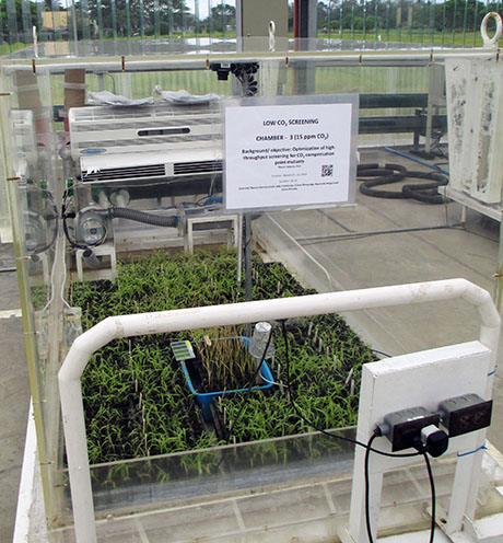 IRRI low co2 460