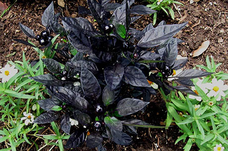 Pepper 'Black Pearl' 460