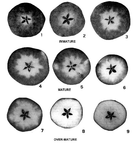 McIntosh Starch Ripeness