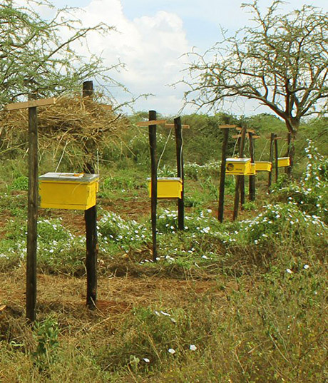 Beehive fence line 460