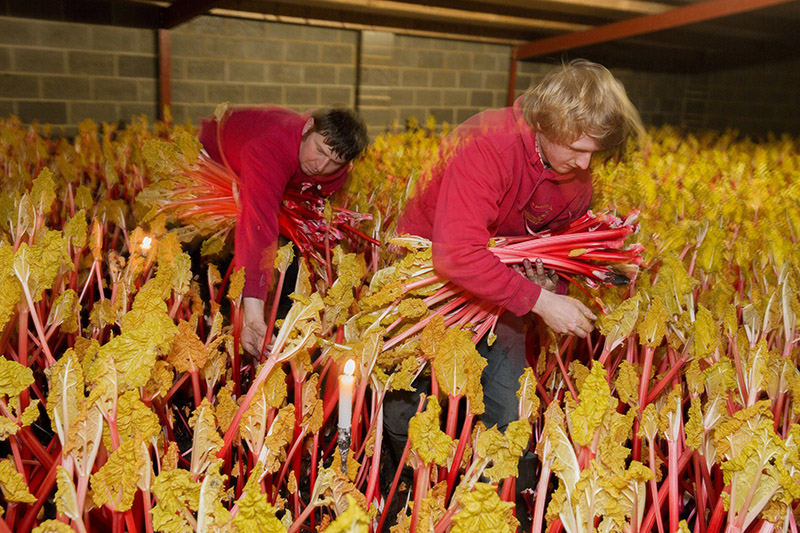 Rhubarb Martin Parr 800